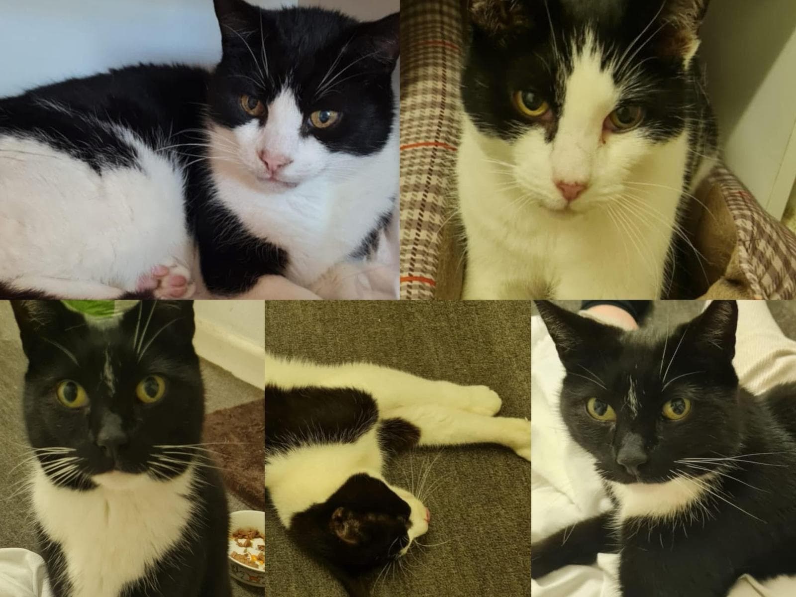 Beauty, George & Domino