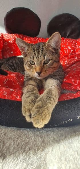 Cat