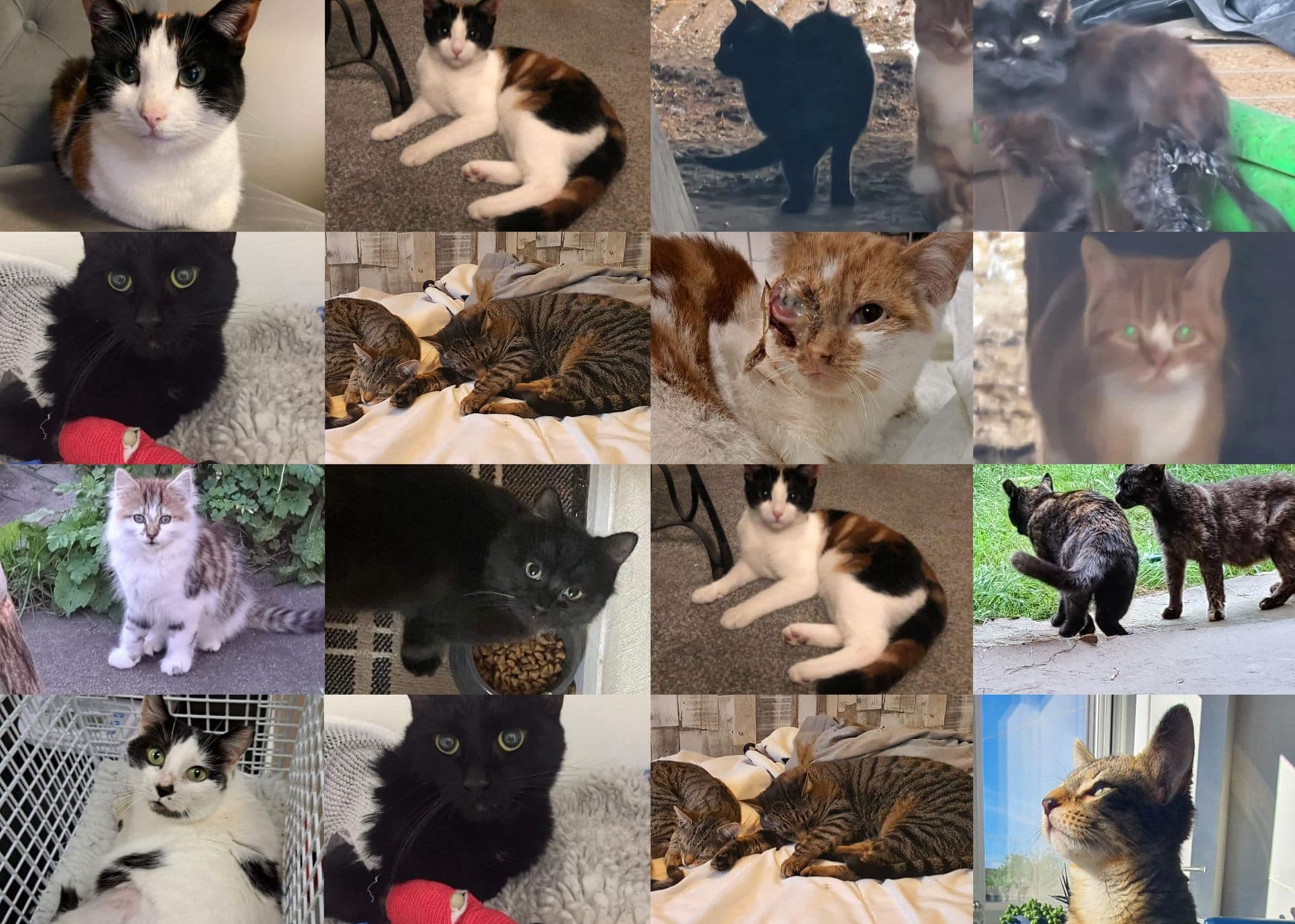 Cat collage background