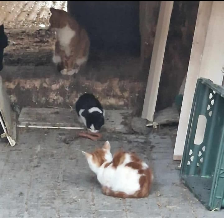 Colony reported to RSPCA