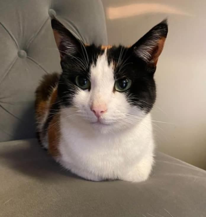 Kittens looking for a home